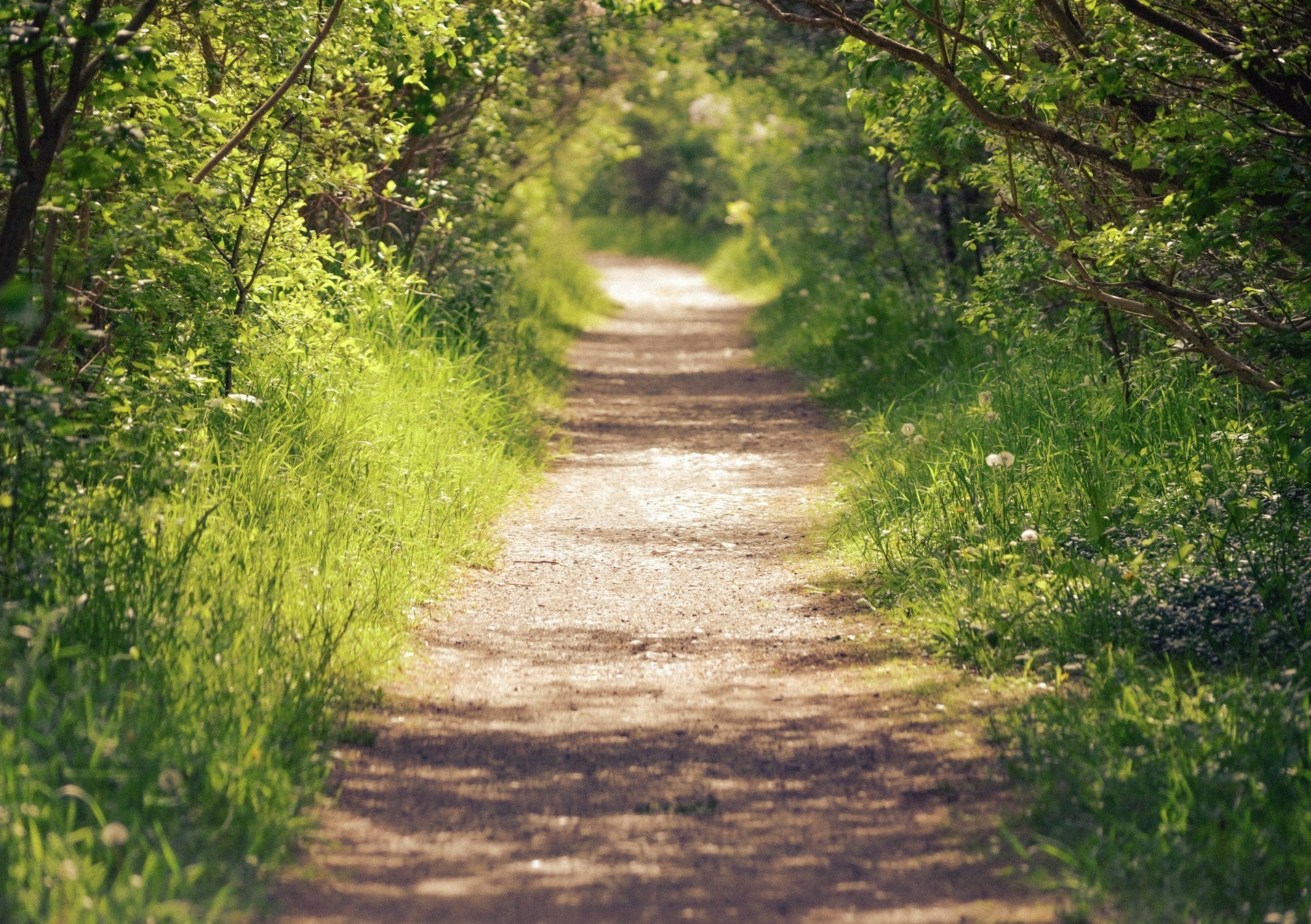 A covered hiking trail in the San Francisco Bay Area